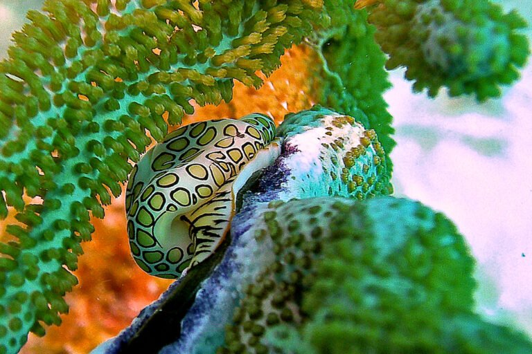 Underwater leopard…